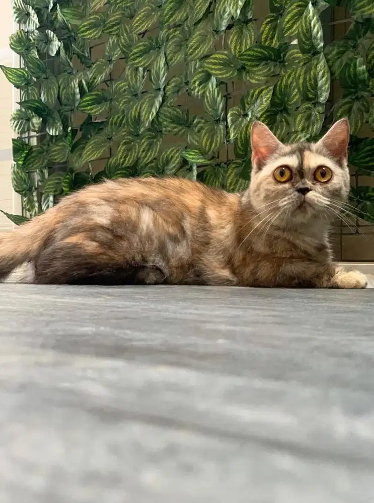 kucing cebol munchkin kaki pendek