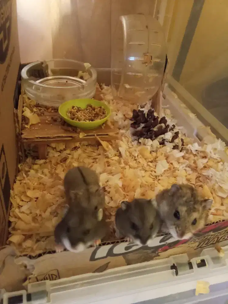 Hamster winter white