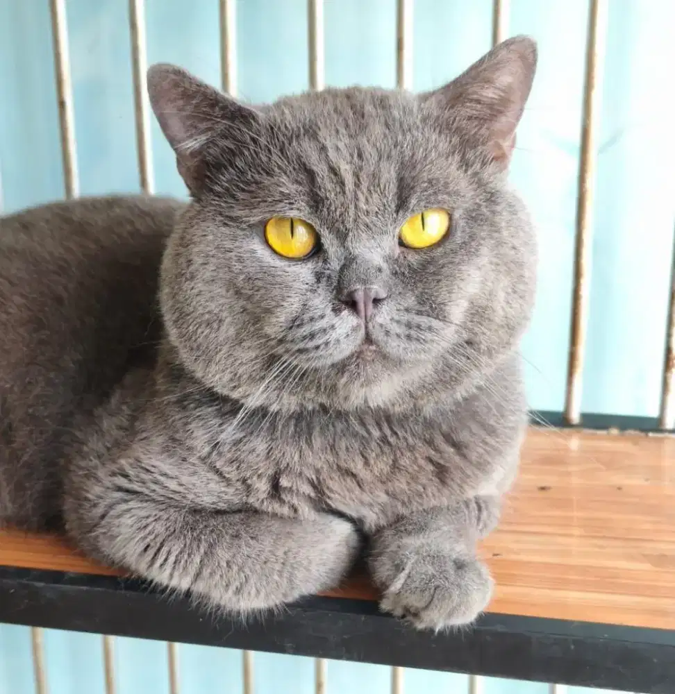 Jasa pacak kucing bsh blue solid