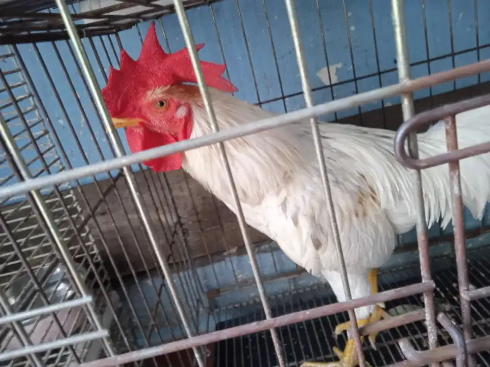 Ayam Bangkok Birma lembe gagah dan sangar ukuran gede usia 1 thn