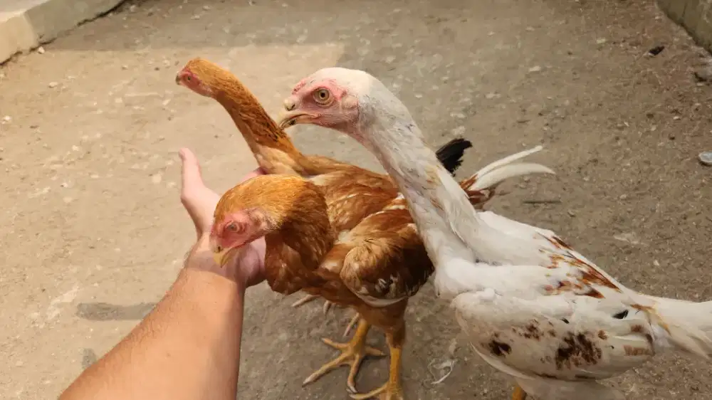 Ayam bangkok pakoy manedaeng x plucker tehnik lok super tikung brakot