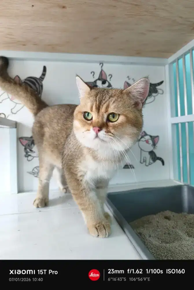 Jasa pacak kucing bsh golden NY11