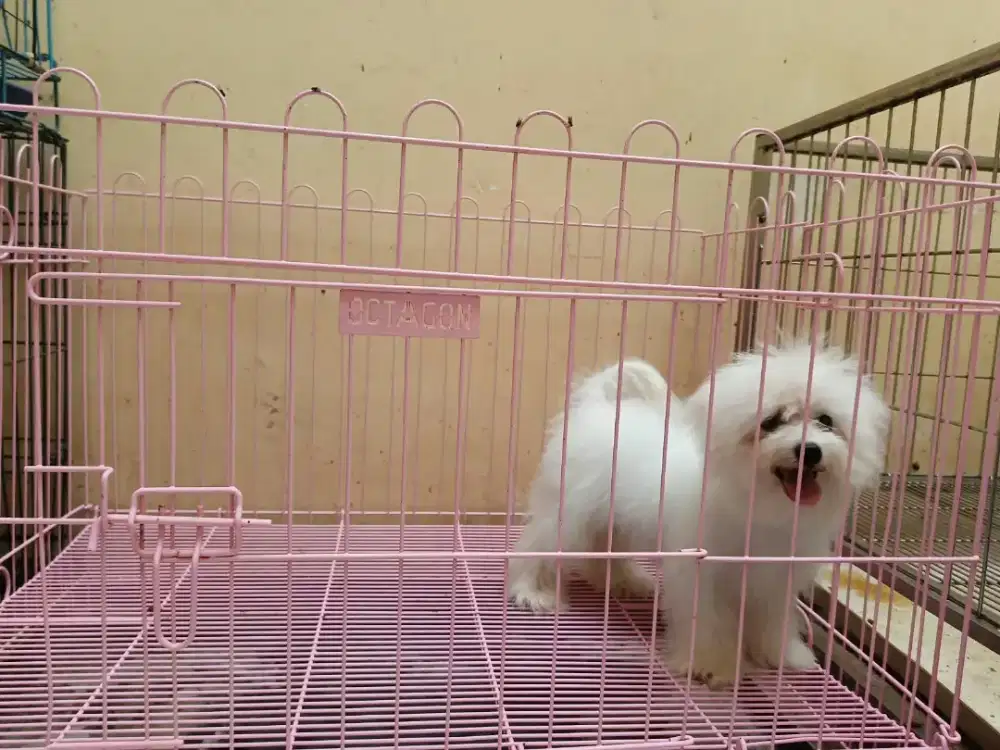 Bichon Frise Jantan