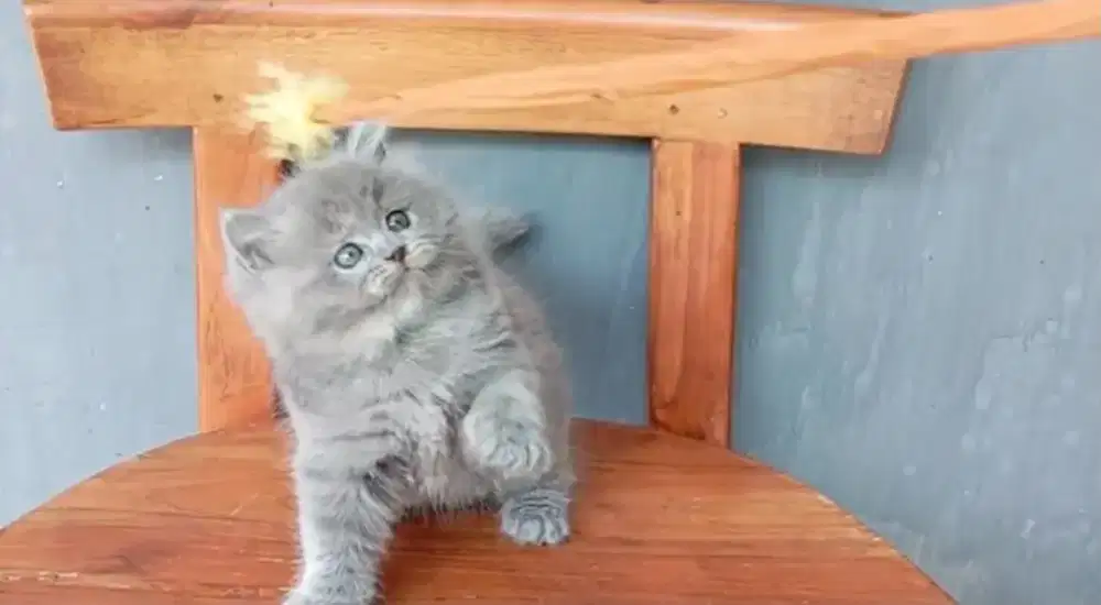 Kucing kitten persia betina abu abu