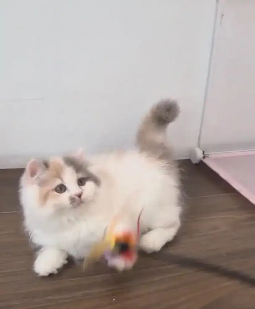 Kucing kitten persia betina dilute calico