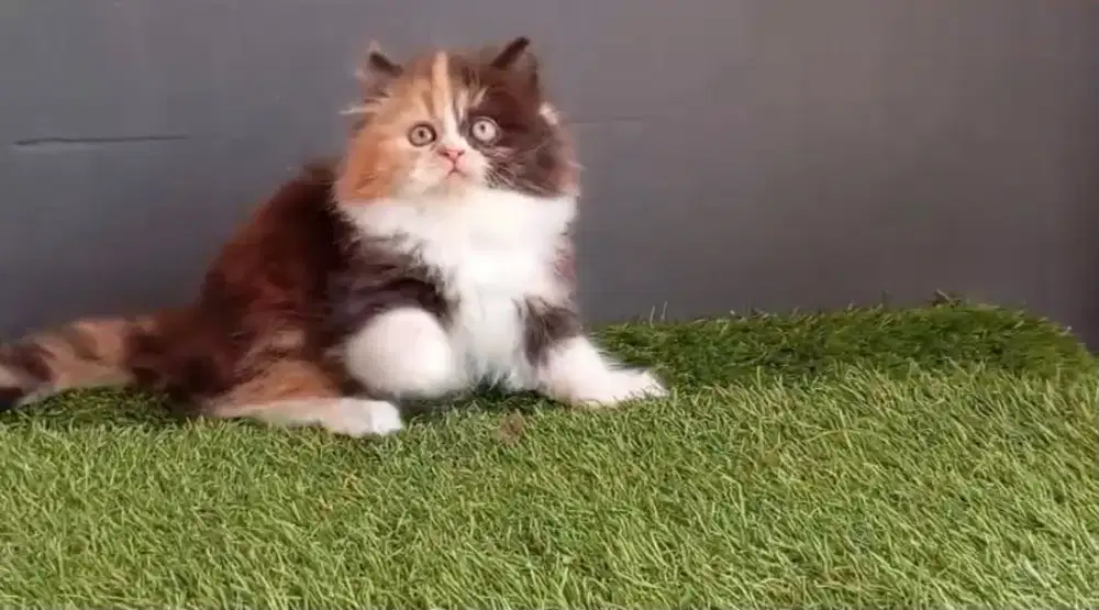 Kucing kitten persia betina calico