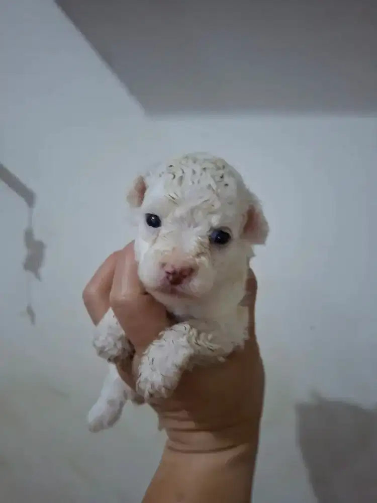 Poodle size teacup. Bisa stb atau tdk