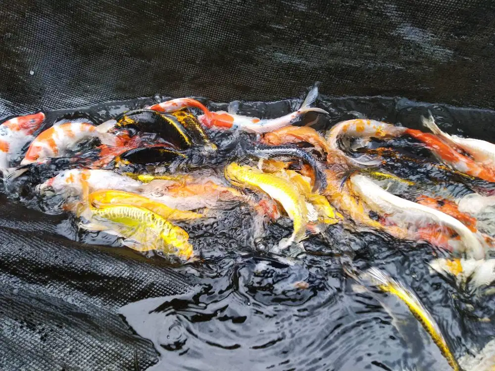 Koi Kiloan Cirata