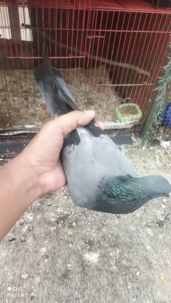 Burung dara betina