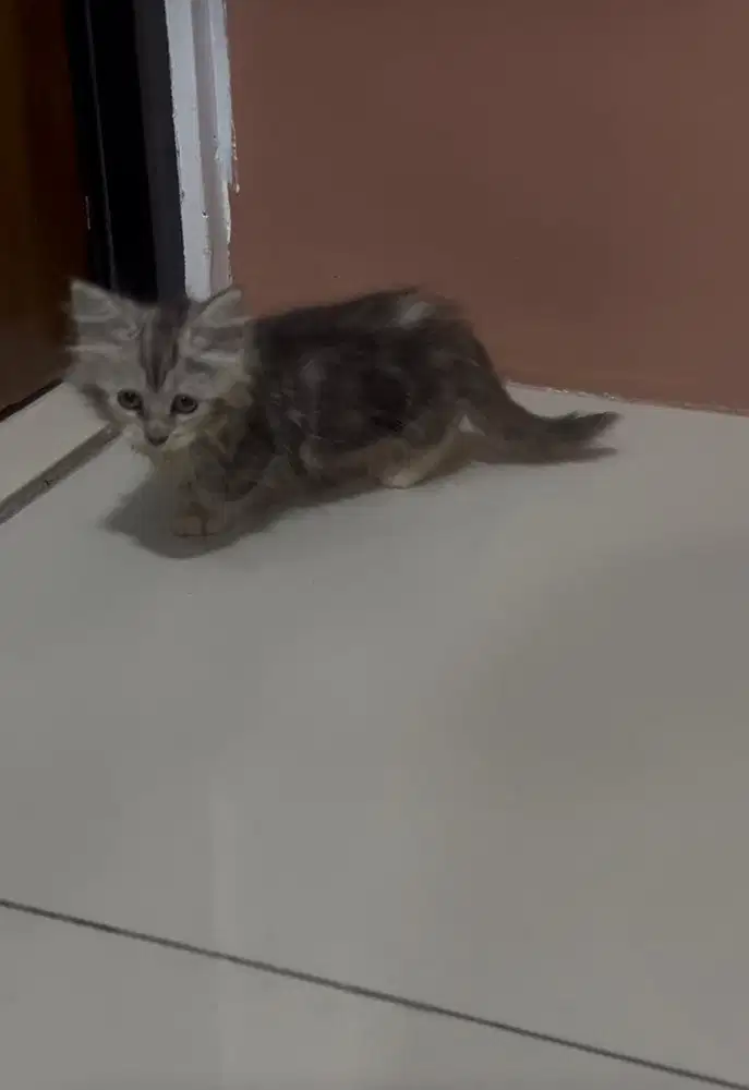 munchkin usia 3 bulan
