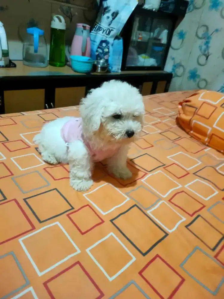 Anakan toy pudel white betina 2 bln stb vaksin