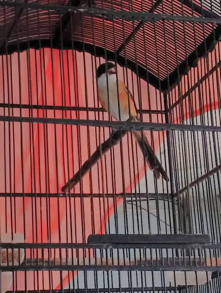 Burung Cendet pilis