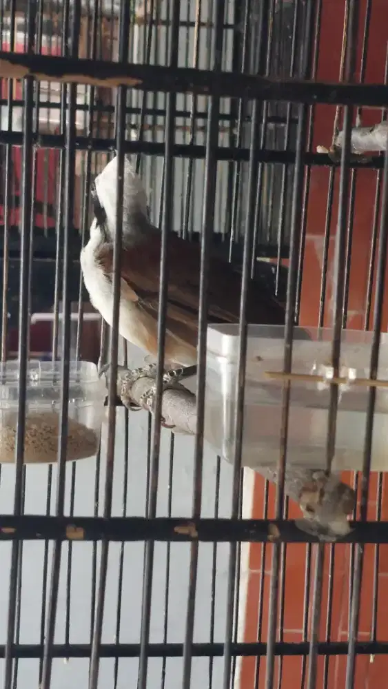 Burung Poksay Jantan Gacor