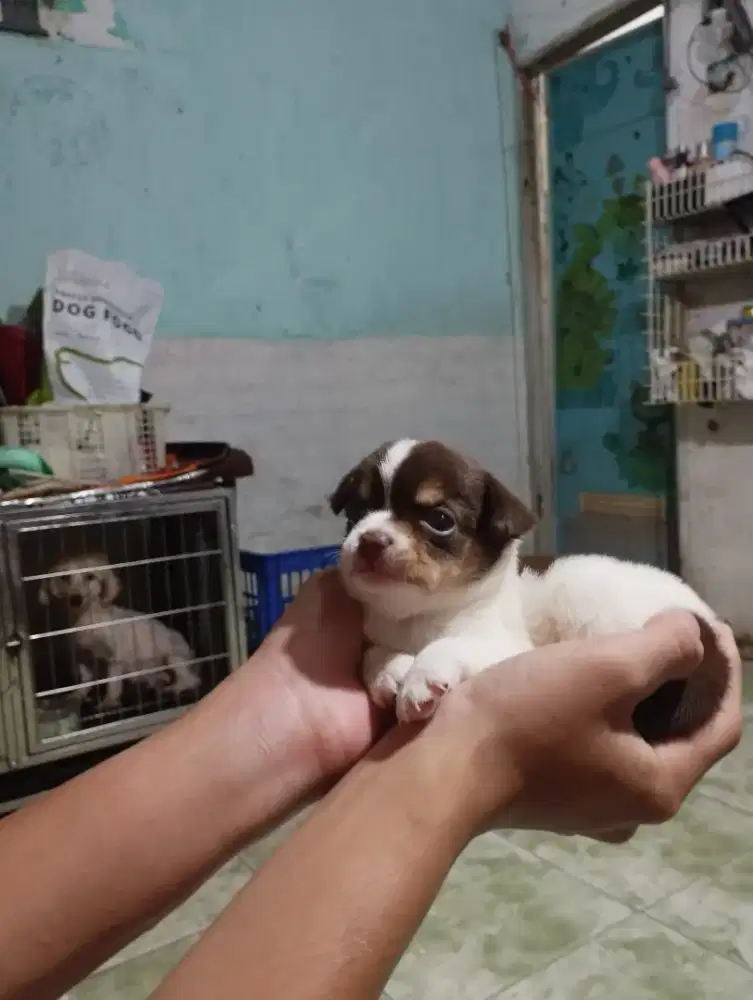 Anakan chihuahua 1.5 bln jtn / btn stb vaksin