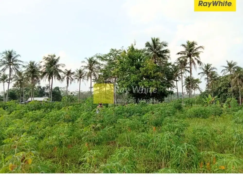 Dijual Tanah di Jati Agung, Lampung Selatan (kode : in 3815)