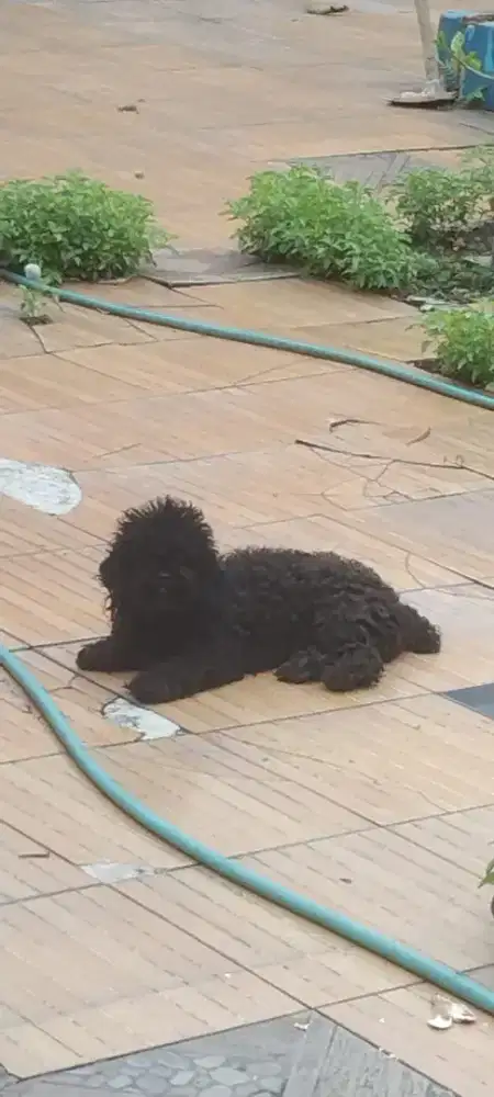 Poodle betina murah aja cocok buat indukan