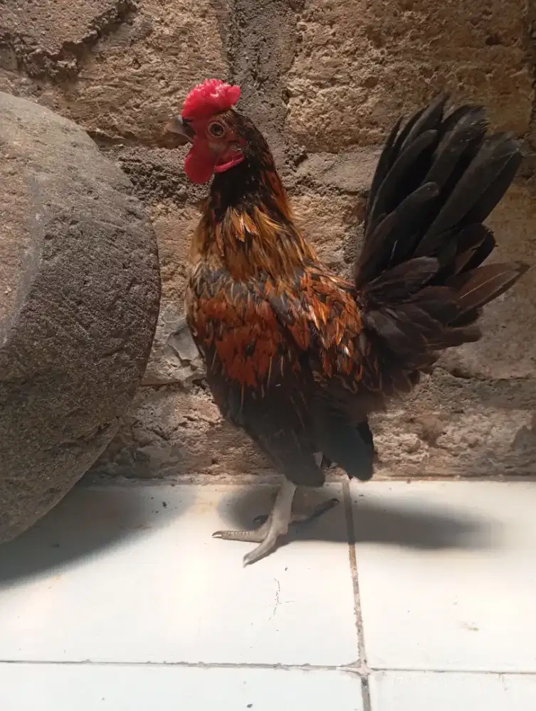 Ayam Kate mutif bagus gen bagus