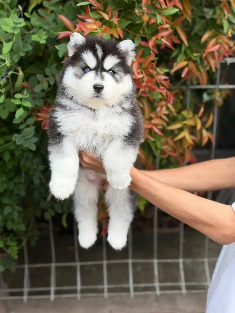 Sale 2 female siberian husky high quality long hair