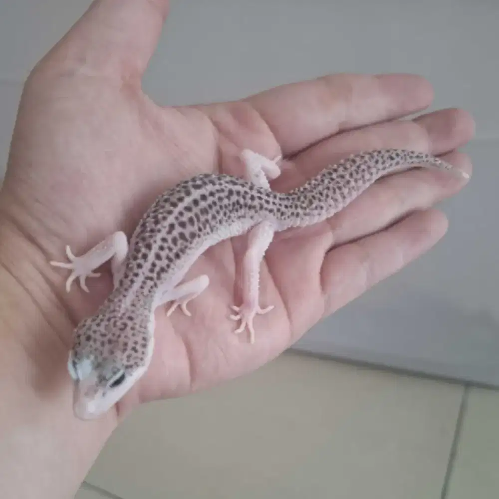Gecko SSE Pied ph Tremper