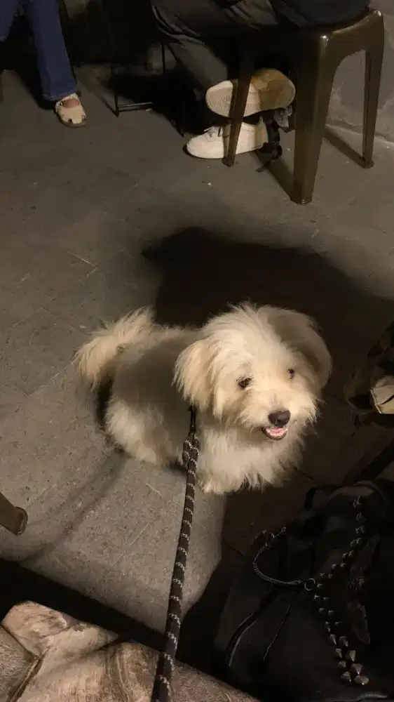 Anjing shihtzu x maltese