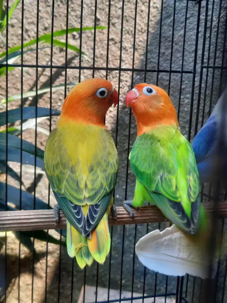 Lovebird Biola Euwing Green dan Biola Green