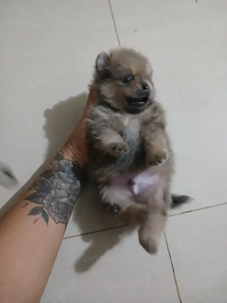 Open booking minipom