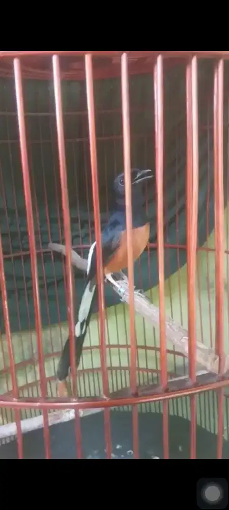 Murai batu Medan murah