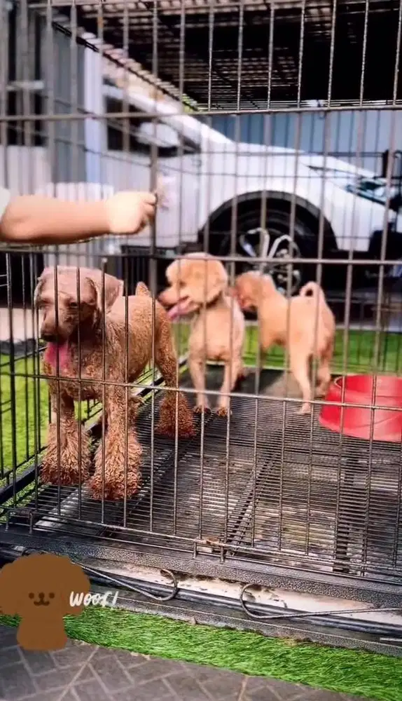 Kandang Anjing kokoh