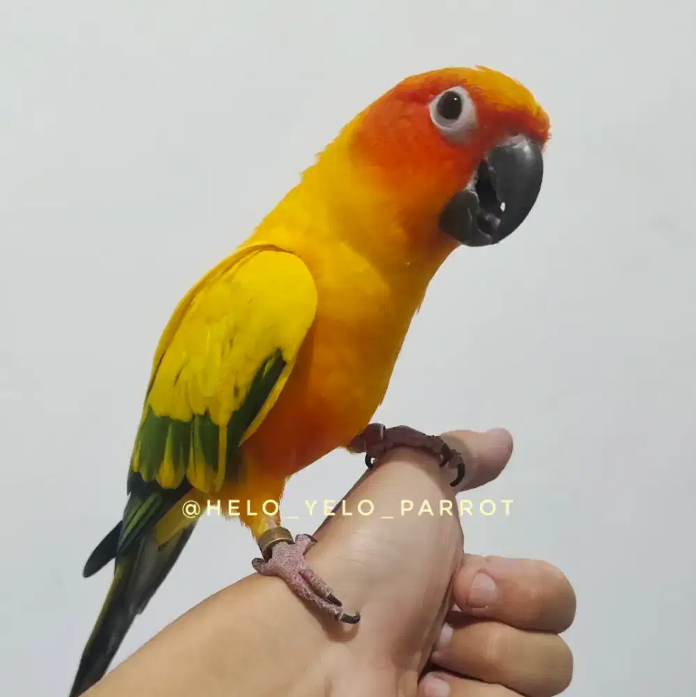 SUN CONURE / Sunconure JANTAN JINAK Dewasa