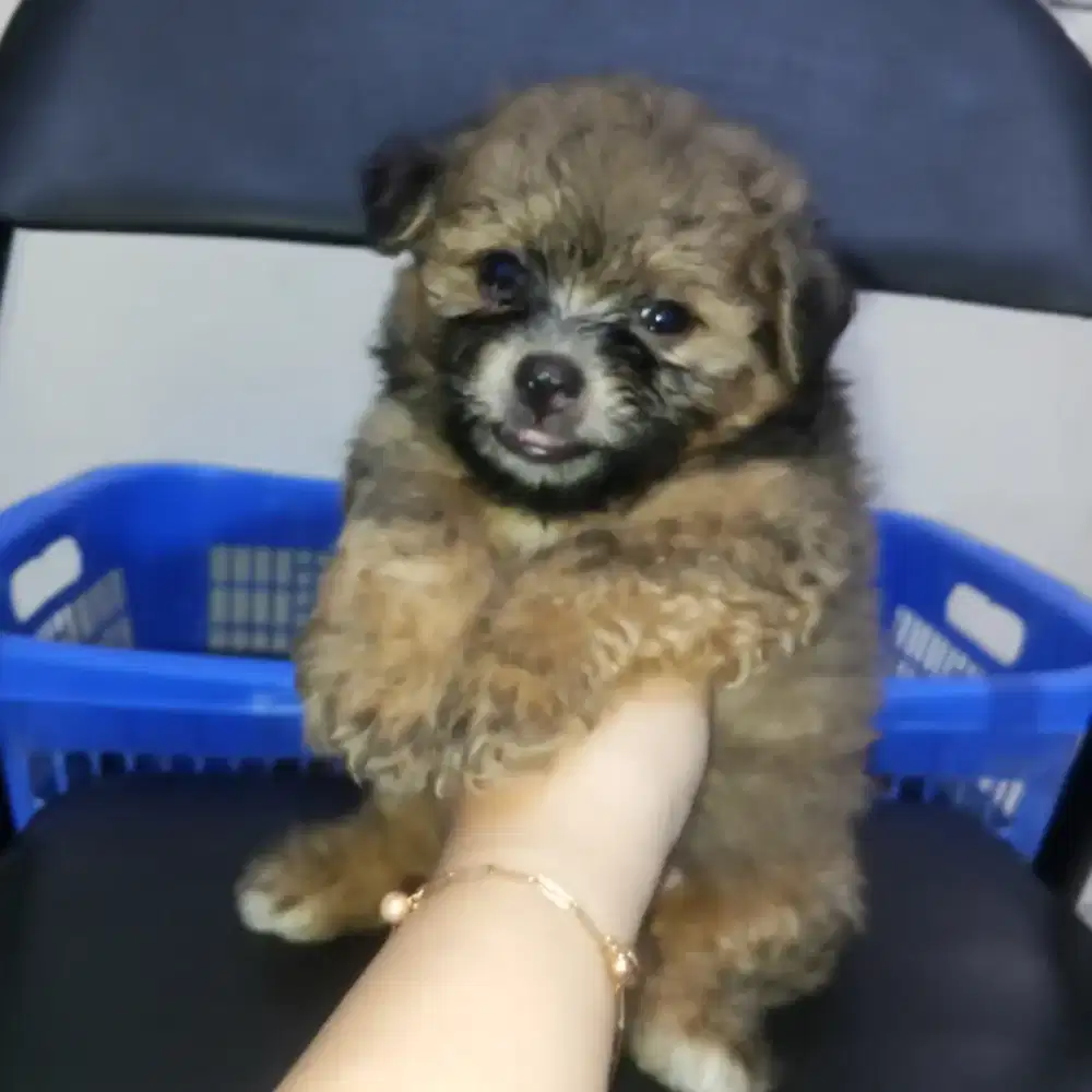 ANAK ANJING SHIPOO MIX MINIPOM