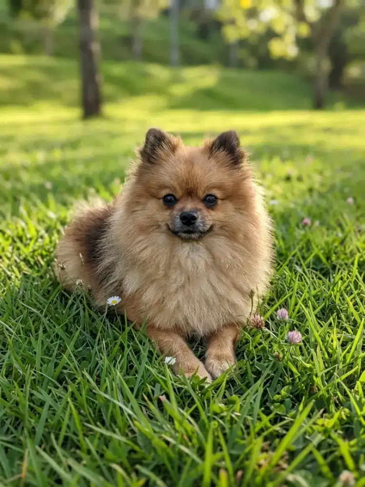 Anjing minipom betina