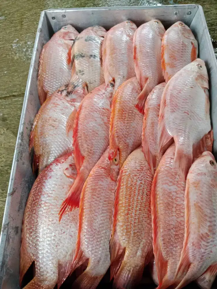 Nila Merah Wggs (Whole Gilled, Gutted, and Scaled)