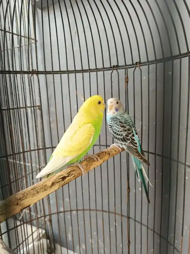 Burung Parkit sepasang