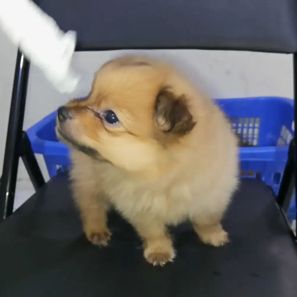 ANAK ANJING SHIPOO MIX MINIPOM