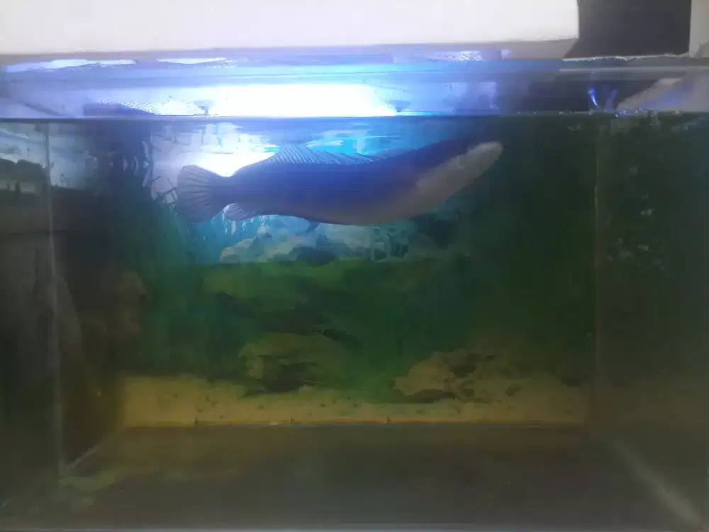 Ikan chana dan aquarium