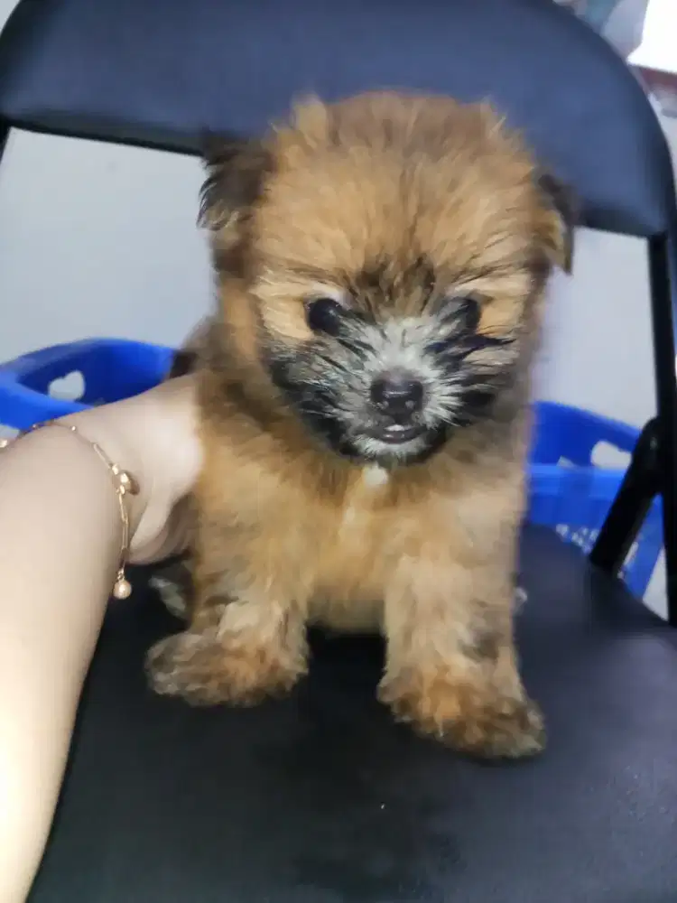 ANAK ANJING SHIPOO MIX MINIPOM