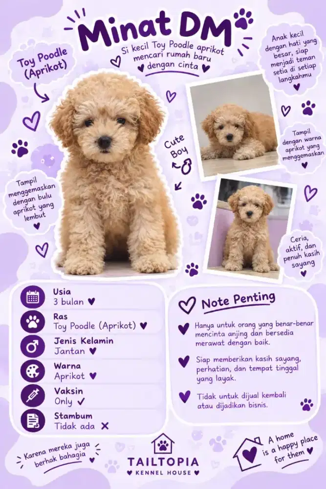 Open Adopt Puppy Poodle Yorkie Shitzhu