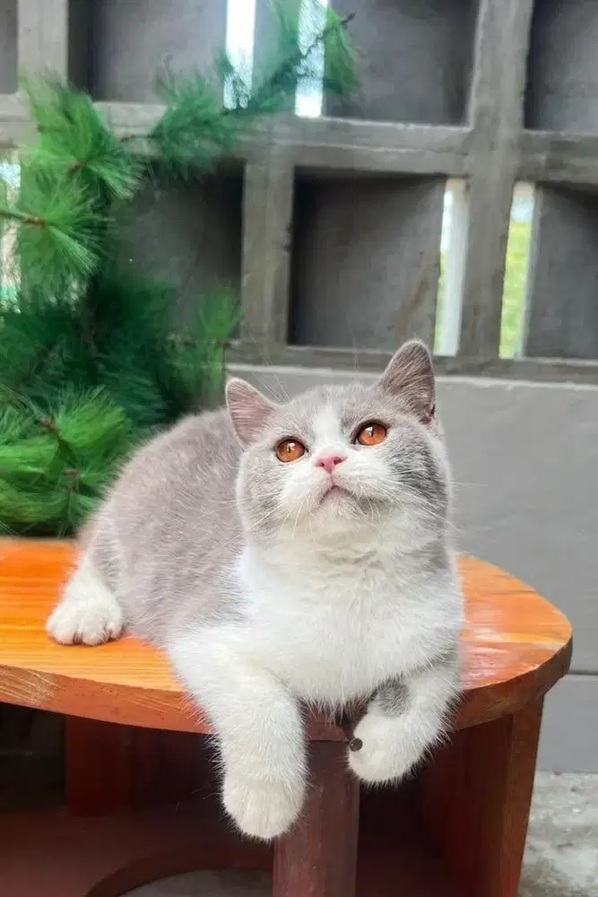 British shorthair import