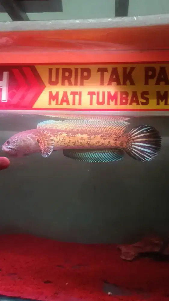 Jual Cepat Ikan Channa 3 ekor