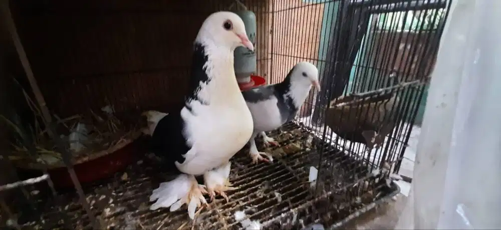 Sepasang Blantong Jembros
