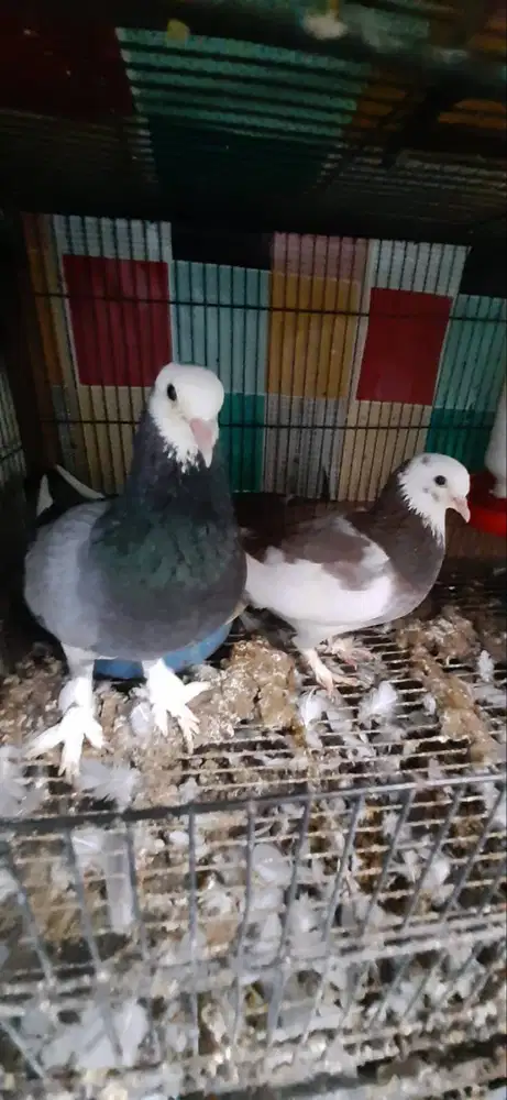 Sepasang Blantong Jembros