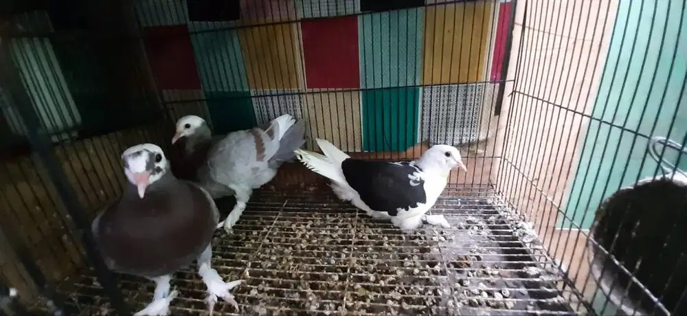 3 Ekor Piyik Jembros Borong