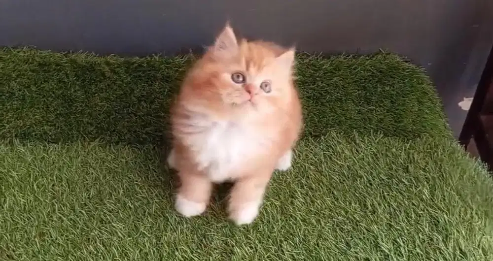 Lepas adopt kucing persia
