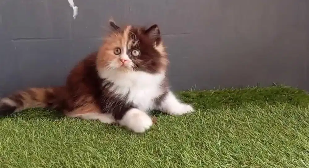 Lepas adopt kucing persia calico