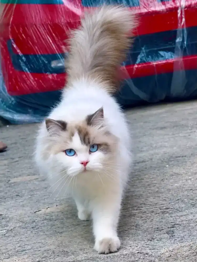 Ragdoll female 8 bulan