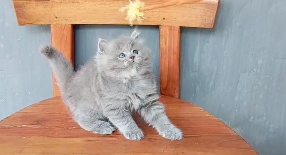Lepas adopt kucing persia abu betina