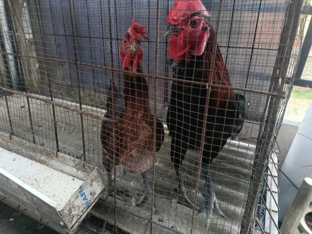 Ayam pelung sepasang