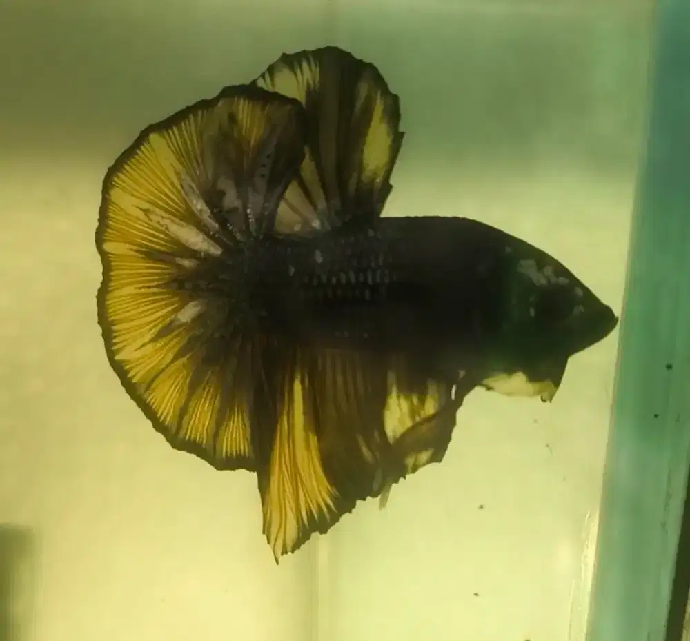 Ikan Cupang/Betta HMPK Piebald Marble