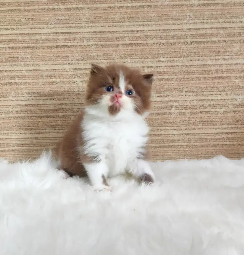 Munchkin mix BSH NS