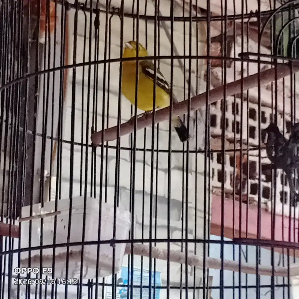 Burung Cipoh Sumatera Udah Ngoceh